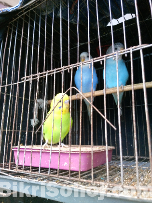 বাজিগর পাখি